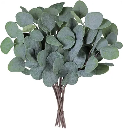 Quel est le bien fait de l'eucalyptus ?