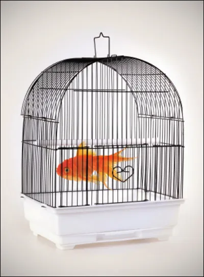 À qui doit-on la chanson "Poisson dans la cage" ?