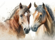 Quiz Connais-tu bien les races de chevaux ?