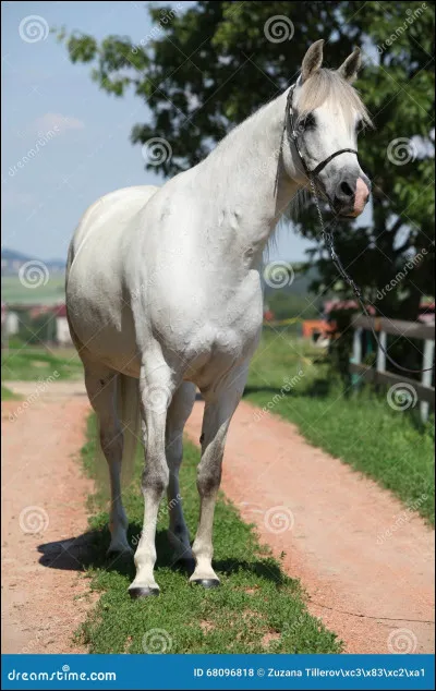 Quelle est cette race de cheval ?