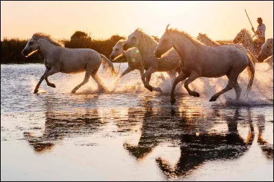 Quelle est cette race de cheval ?
