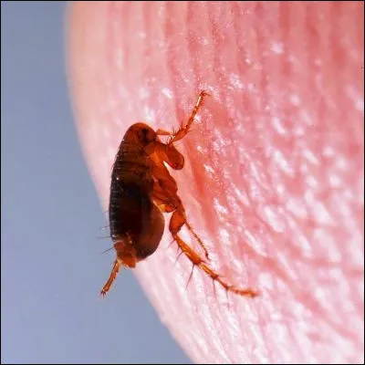 Quelle gymnaste, surnommée la Puce en raison de sa petite taille (1m42), a remporté quatre titres olympiques en 2016 avant de craquer lors des Jeux olympiques suivants ?