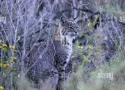 Quiz Animaux qui se fondent dans le dcor