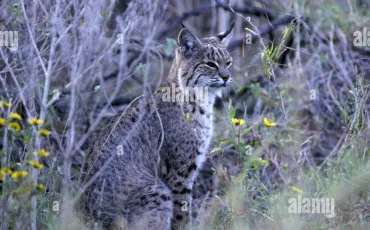 Quiz Animaux