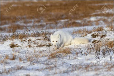 Quel est cet animal qui se cache ?