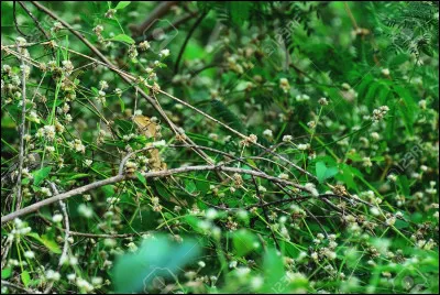 Quel est cet animal qui se cache ?