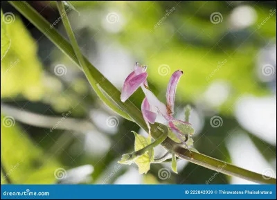 Quel est cet animal qui se cache ?