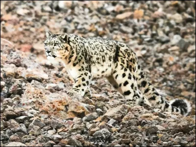 Quel est cet animal qui se cache ?