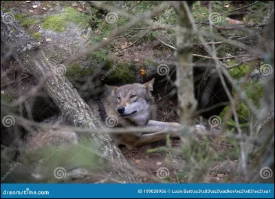 Quel est cet animal qui se cache ?