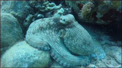Quel est cet animal qui se cache ?
