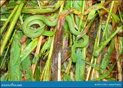 Quel est cet animal qui se cache ?