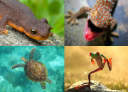 Test Quel reptile ou amphibien est fait pour toi ?