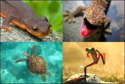 Et comme amphibien, que veux-tu ?