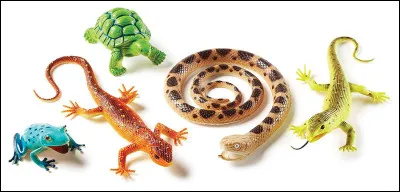 Que veux-tu comme reptile ?