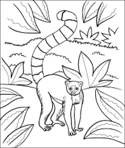 Maquillez les yeux du lémurien de Madagascar.