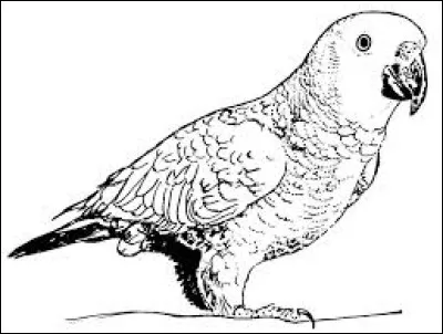 Vous avez reconnu le perroquet, mais quelle couleur appliquer aux ailes, s'il est ara bleu ?
