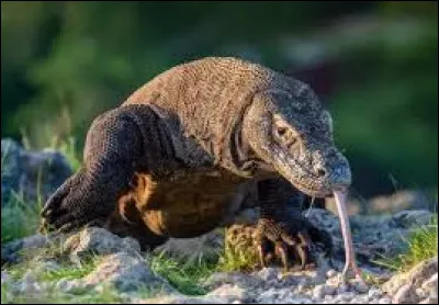 Cet animal est un iguane.