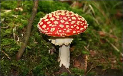 Ce champignon s'appelle l'amanite tue-mouche.