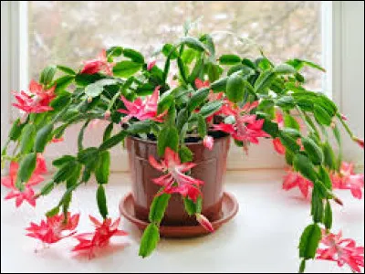 Cette plante est très vénéneuse.