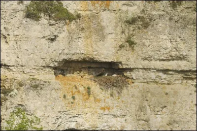 Grosse tranche, c'est l'...