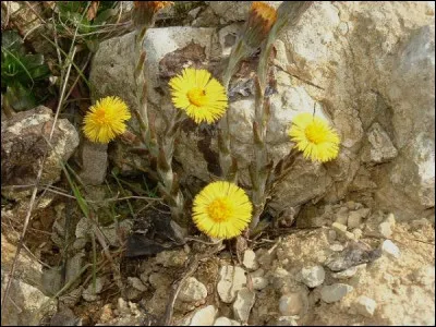 Onagre parfois mais jamais baliste, c'est l'...