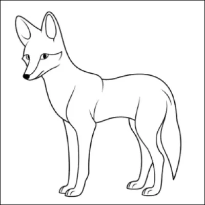 Il n'existe pas à l'état sauvage. C'est un hybride de coyote et de chien. Il a un pelage bien particulier dû à une mutation : le mélanisme.