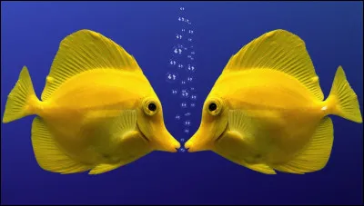 Ton poisson de compagnie meurt, quelle est ta réaction ?