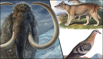 Quel animal préfères-tu ?