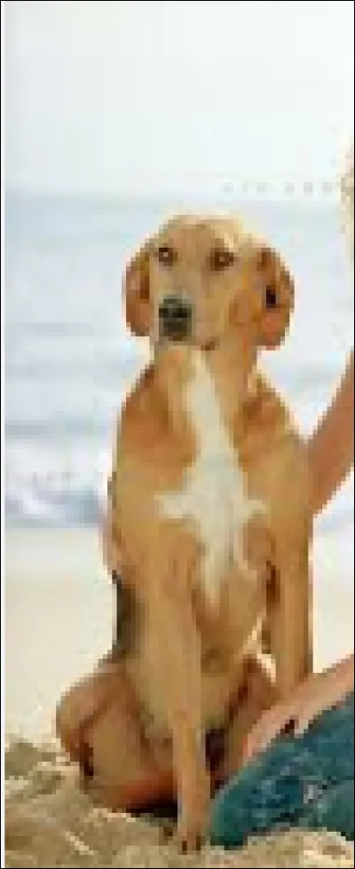 &Agrave; qui appartient Tucker, ce chien de race crois&eacute;e ?