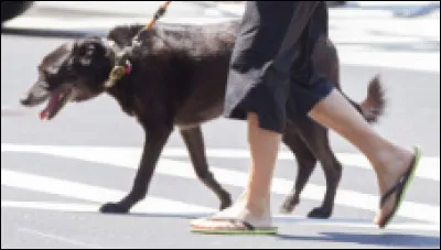 &Agrave; qui appartient Sidi de race crois&eacute;e ?