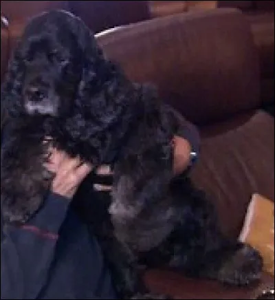 &Agrave; quel acteur appartient ce beau cocker anglais, nomm&eacute; Einstein ?