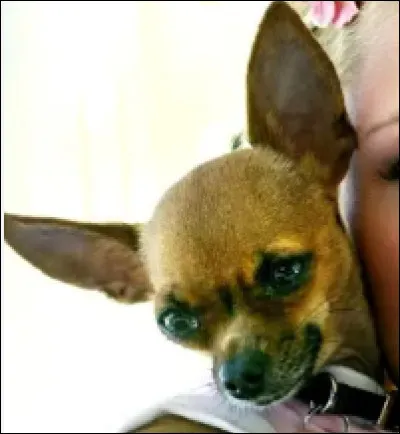 Et cette femelle chihuahua, &agrave; qui appartient-elle ?