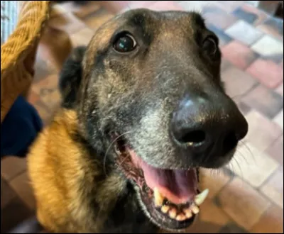 Et ce beau malinois nomm&eacute; Loubo ?