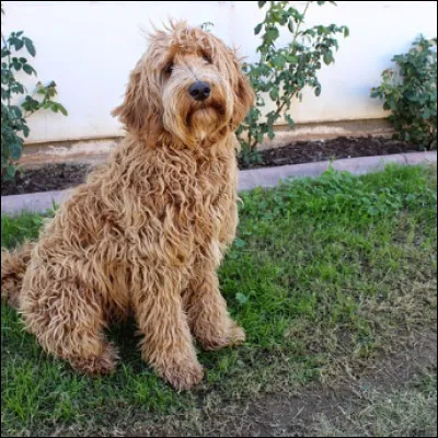 Pour finir &agrave; qui appartient cette adorable labradoodle du nom de Charlie ?