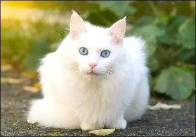 Pour lanniversaire de ton chat, tu vas lui offrir(si tu nas pas de chat, imagine que tu as un animal de compagnie)