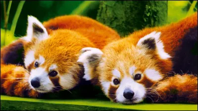 Quel est cet animal ?