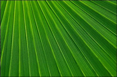 Et comment dit-on "vert" dans cette langue ?