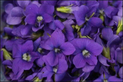 Comment dit-on "violet" en coréen ?