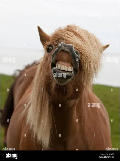 Une cavalière t'embête, quelle est ta réaction ?