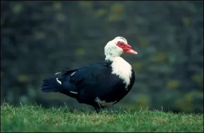Le canard de Barbarie est une race...