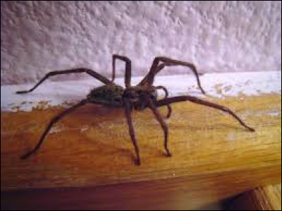 Comment appelle t-on la peur des araignées ?
