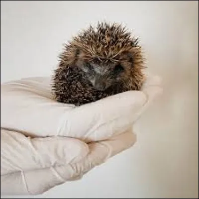 Quelle est la première chose à faire lorsque lon trouve un hérisson qui, selon nous, est en danger ?