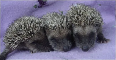 Après cela, que faut-il faire dautre ?