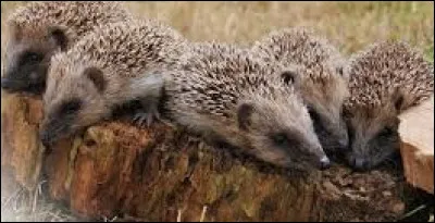 Que faut-il ne pas faire ?