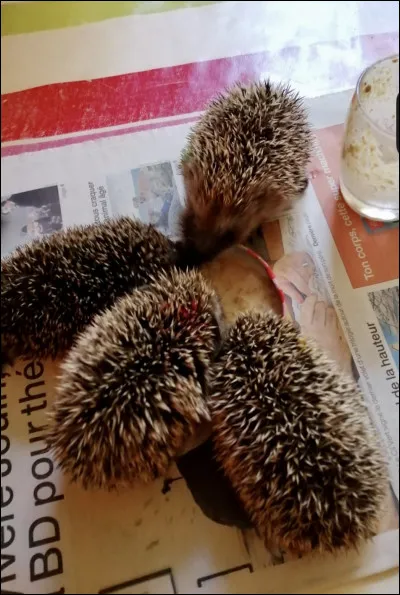 Que ne faut-il surtout pas lui donner à manger ? (Je nai mis quun aliment mais il y en a bien dautres)