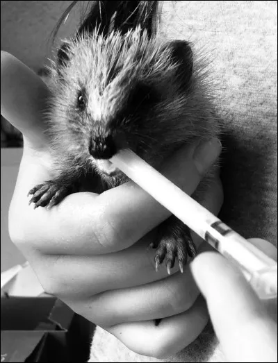 Enfin, quelle association adaptée, parmi ces noms, reconnaissez-vous ?