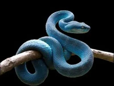 Le colvert est un serpent venimeux.