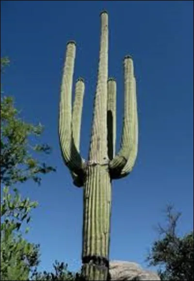 Combiens de litres d'eau un cactus Saguaro peut-il contenir ?
