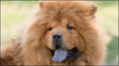 Quel est ce chien-ci ?