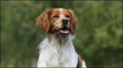 Vous ne tarderez pas &agrave; savoir quel est le nom de ce chien !